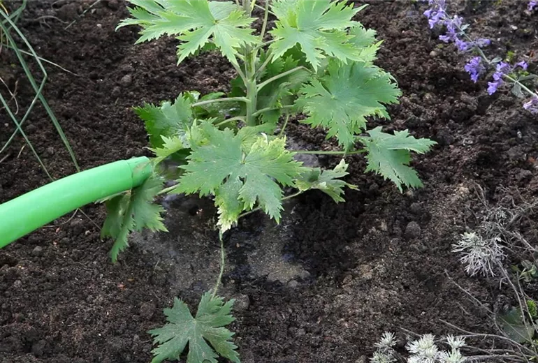 Rittersporn - Einpflanzen im Garten (6)
