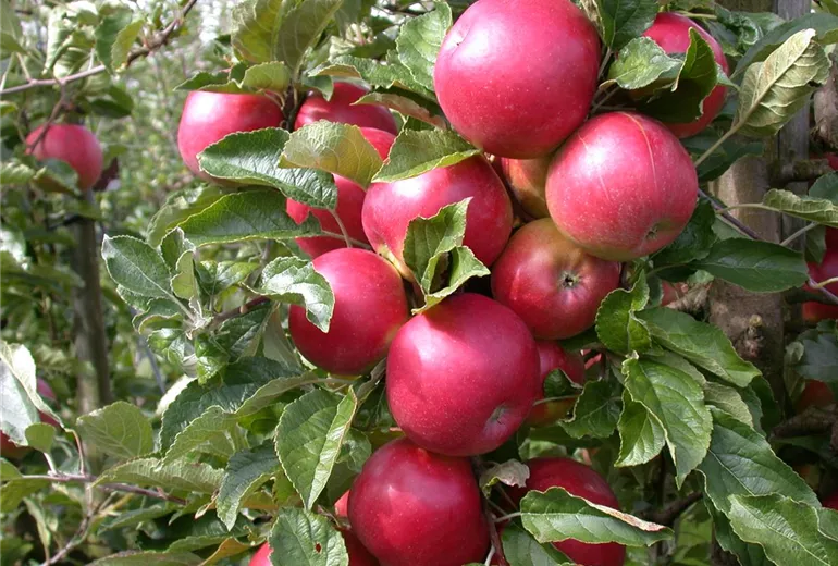 Malus domestica 'Pinova'(s)