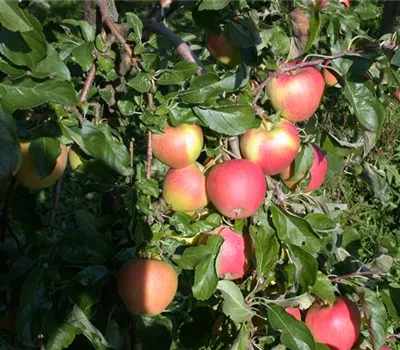 Malus 'Pinova' -S- CAC