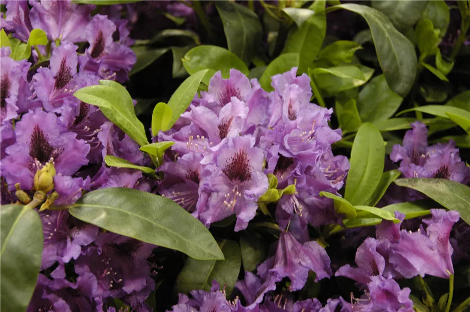 Rhododendron Hybr.'Azurro'