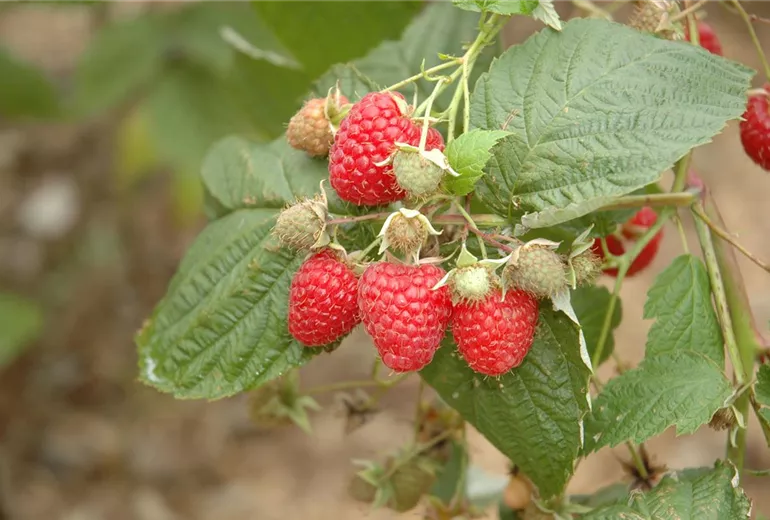 Rubus idaeus Rubus idaeus