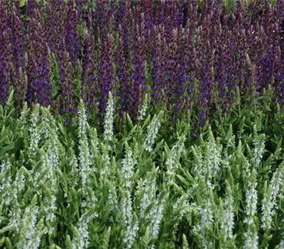 Salvia nemorosa 'Mainacht' Salvia nemorosa 'Mainacht'