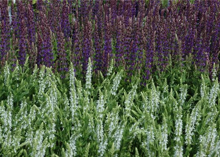 Salvia nemorosa 'Mainacht'
