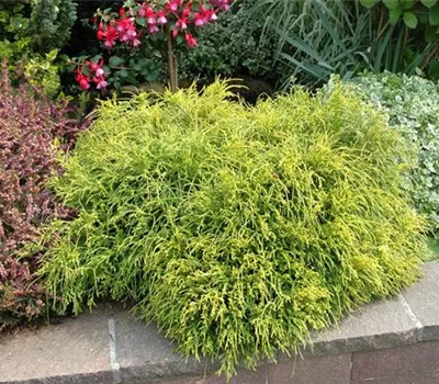 Thuja plicata 'Whipcord'