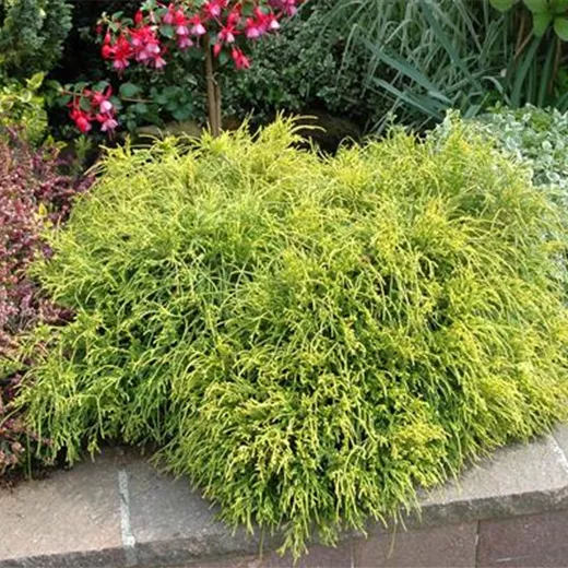 Thuja plicata 'Whipcord'