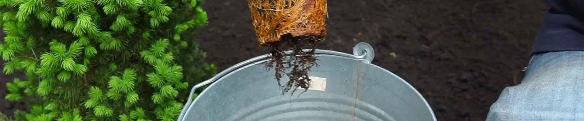 Zwergmispel - Einpflanzen im Garten (thumbnail) Zwergmispel - Einpflanzen im Garten (thumbnail)