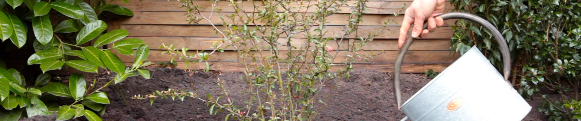 Japanische Zierquitte - Einpflanzen im Garten (thumbnail)