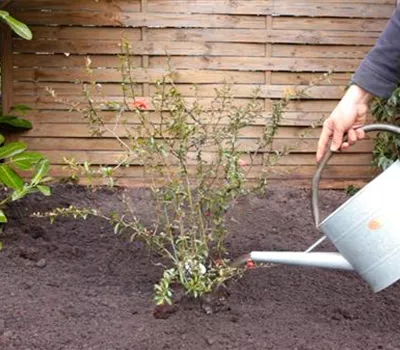 Japanische Zierquitte - Einpflanzen im Garten