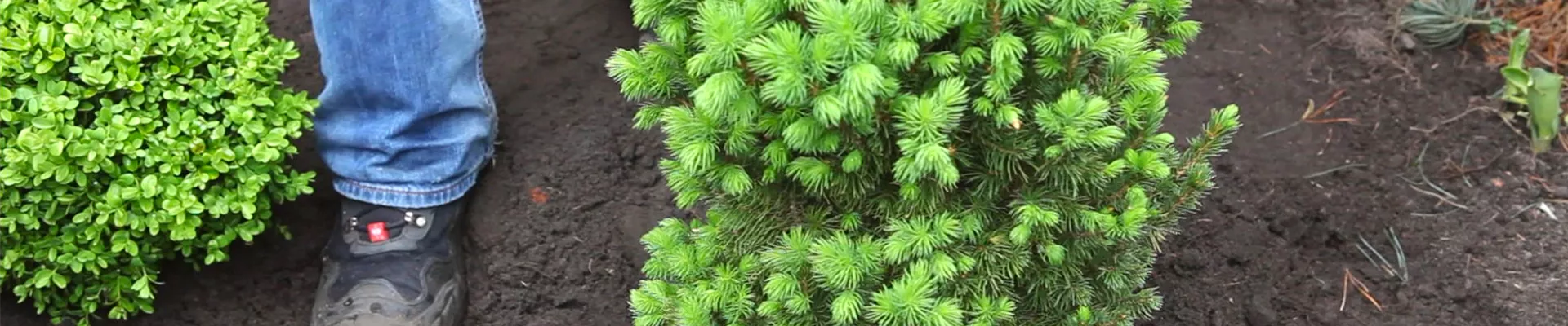 Zuckerhutfichte - Einpflanzen im Garten (thumbnail)