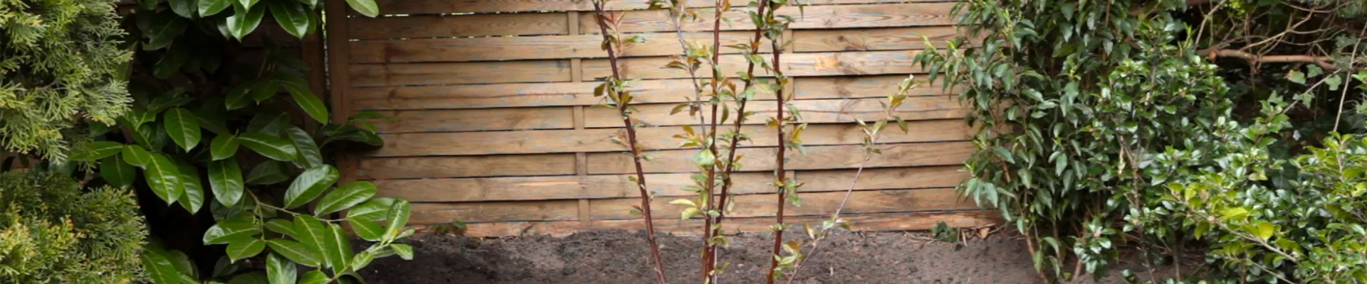 Rotblättriger Zierpfirsich - Einpflanzen im Garten (thumbnail)