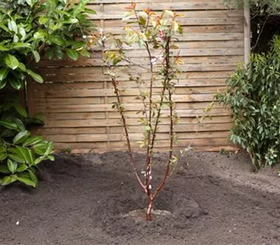 Rotblättriger Zierpfirsich - Einpflanzen im Garten