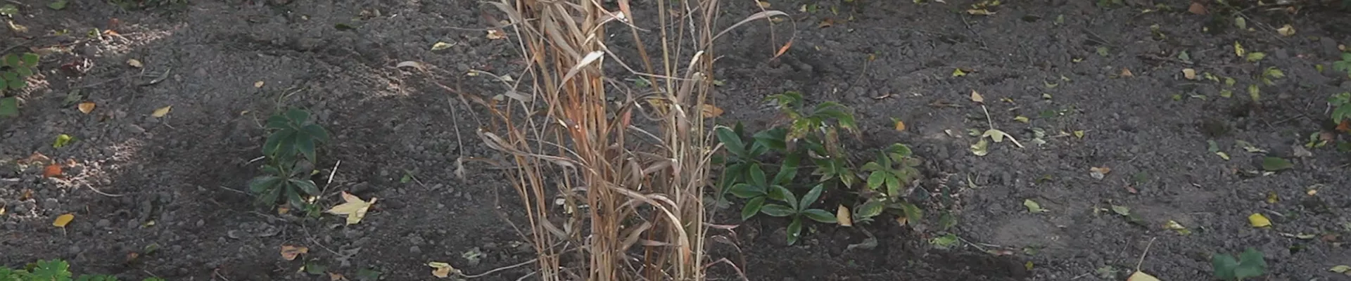 Rutenhirse - Zurückschneiden im Frühling (thumbnail) Rutenhirse - Zurückschneiden im Frühling (thumbnail)