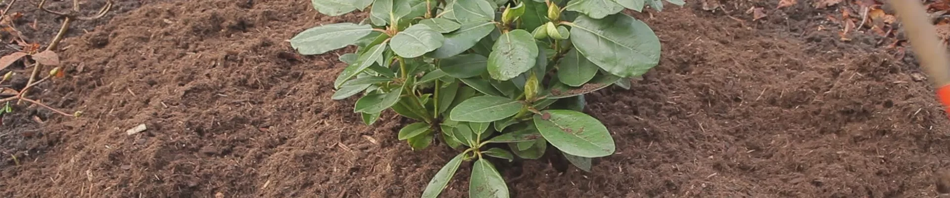 Rhododendron - Düngen und Mulchen (thumbnail) Rhododendron - Düngen und Mulchen (thumbnail)