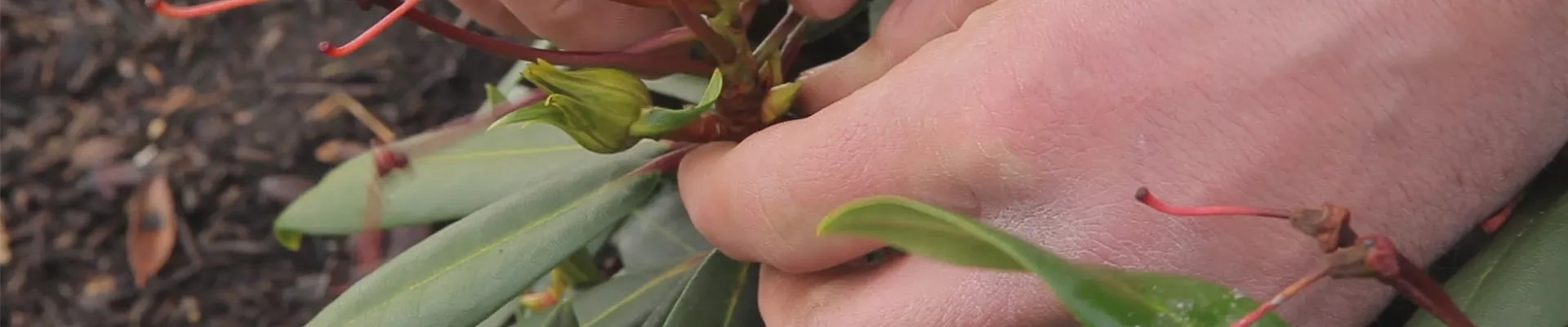 Rhododendron - Entfernen von Blütenständen (thumbnail)
