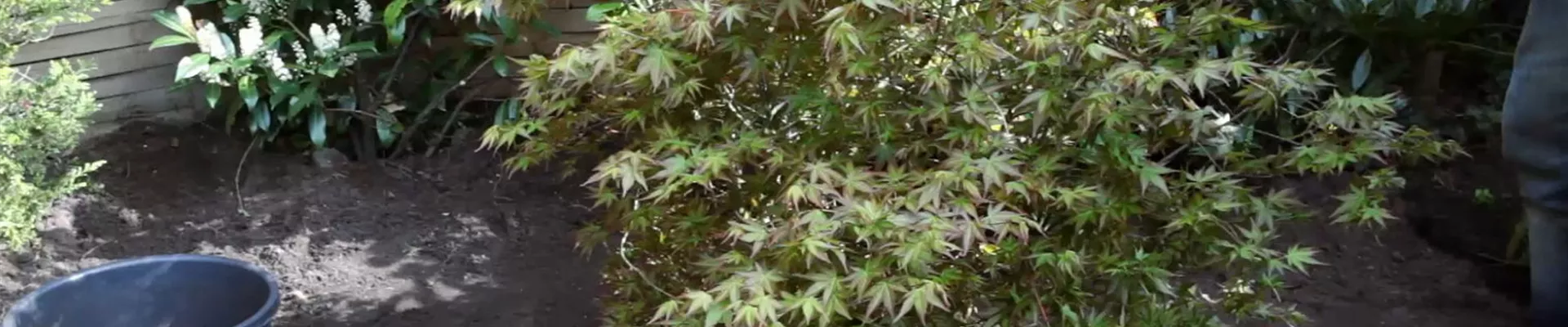 Fächer-Ahorn - Einpflanzen im Garten (5)