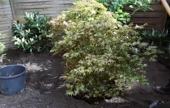 Fächer-Ahorn - Einpflanzen im Garten