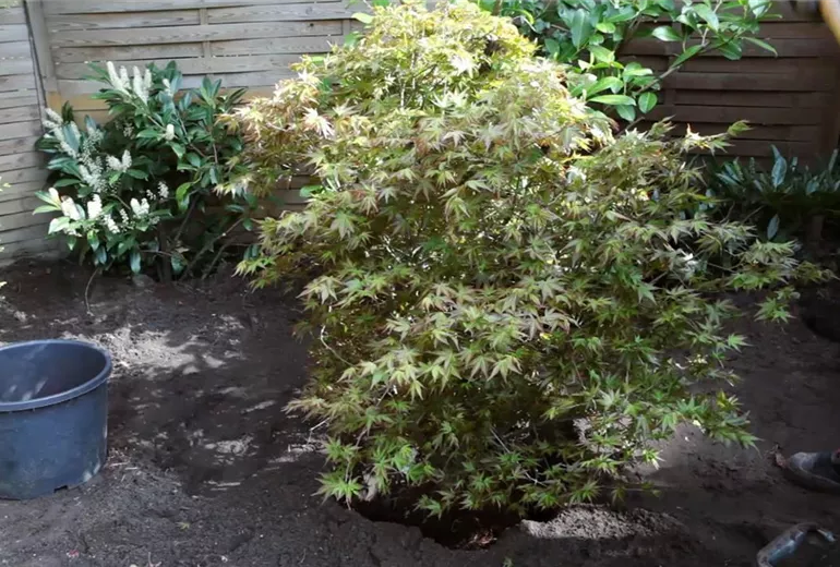 Fächer-Ahorn - Einpflanzen im Garten (5)