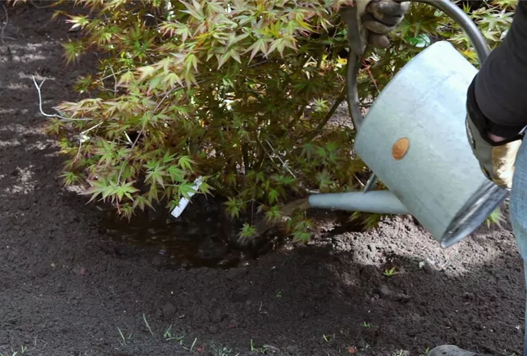 Fächer-Ahorn - Einpflanzen im Garten (7)