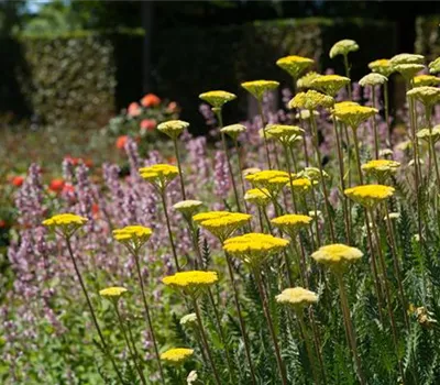 Staudengarten – Gestaltungshinweise und Tipps Staudengarten – Gestaltungshinweise und Tipps