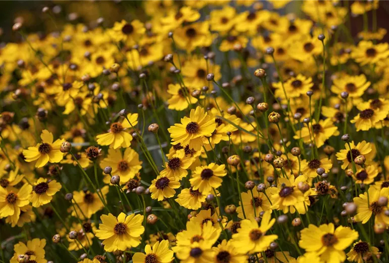 Coreopsis Coreopsis