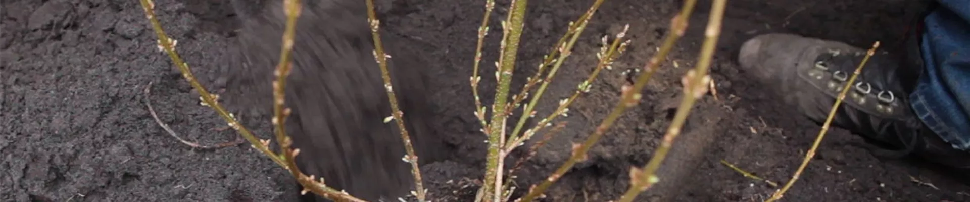 Forsythie - Einpflanzen im Garten 5