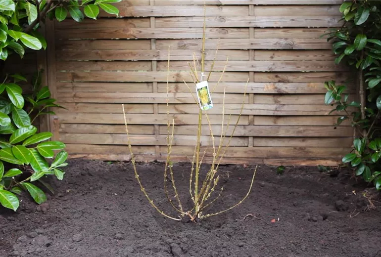 Forsythie - Einpflanzen im Garten 1