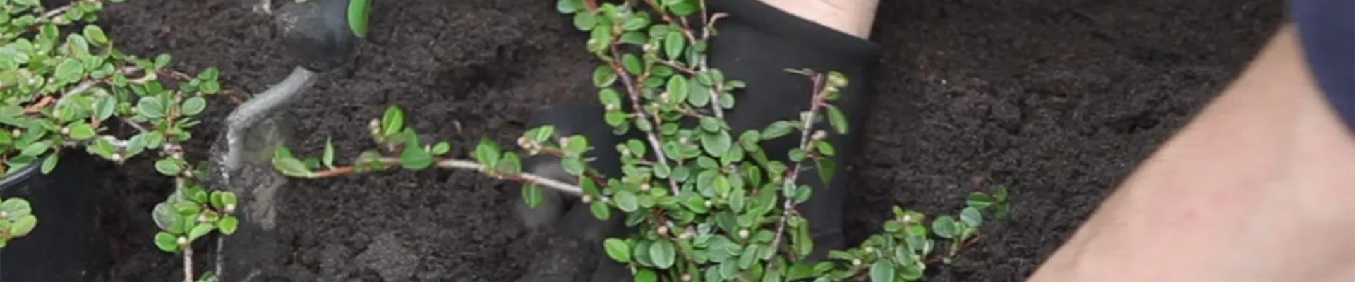 Zwergmispel-Einpflanzen im garten 4 Zwergmispel-Einpflanzen im garten 4