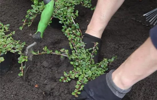 Zwergmispel-Einpflanzen im Garten  Zwergmispel-Einpflanzen im Garten