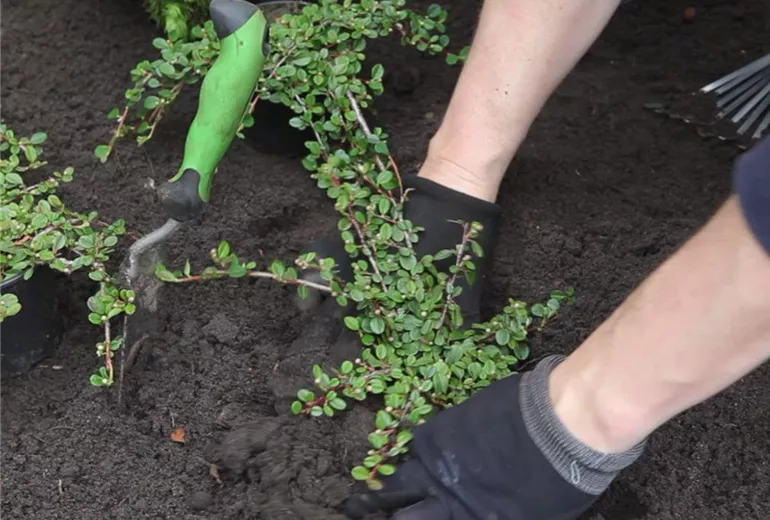 Zwergmispel-Einpflanzen im garten 4 Zwergmispel-Einpflanzen im garten 4