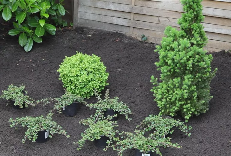 Zwergmispel-Einpflanzen im garten 1 Zwergmispel-Einpflanzen im garten 1