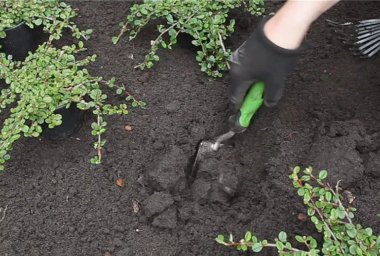 Zwergmispel-Einpflanzen im garten 2 Zwergmispel-Einpflanzen im garten 2