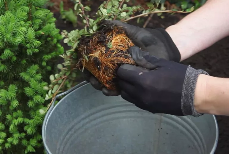 Zwergmispel-Einpflanzen im garten 3 Zwergmispel-Einpflanzen im garten 3