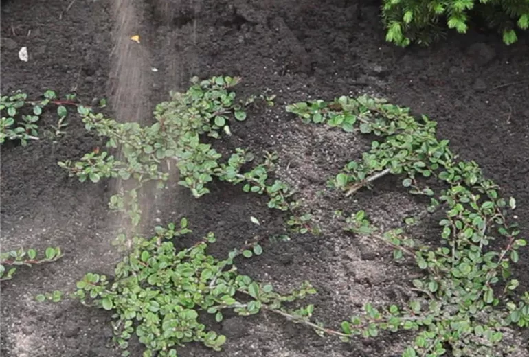 Zwergmispel-Einpflanzen im garten 5 Zwergmispel-Einpflanzen im garten 5