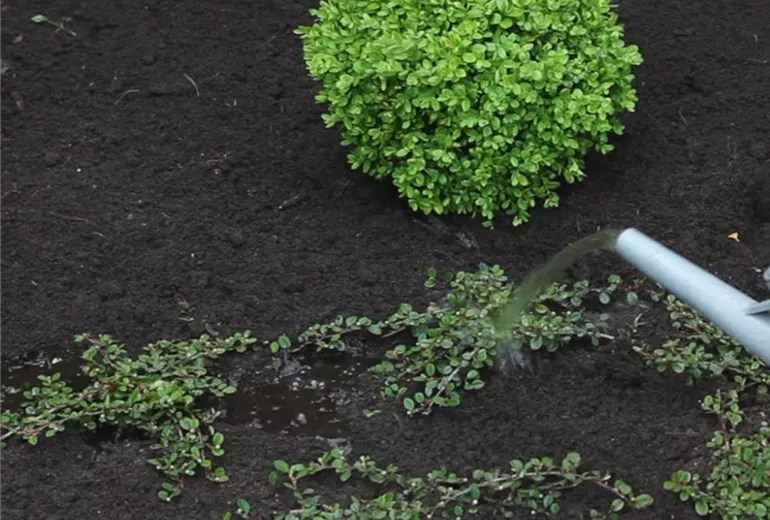 Zwergmispel-Einpflanzen im garten 6 Zwergmispel-Einpflanzen im garten 6