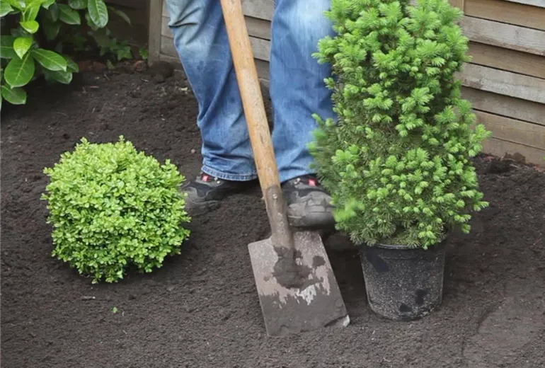 Zuckerhutfichte – Einpflanzen im Garten 1
