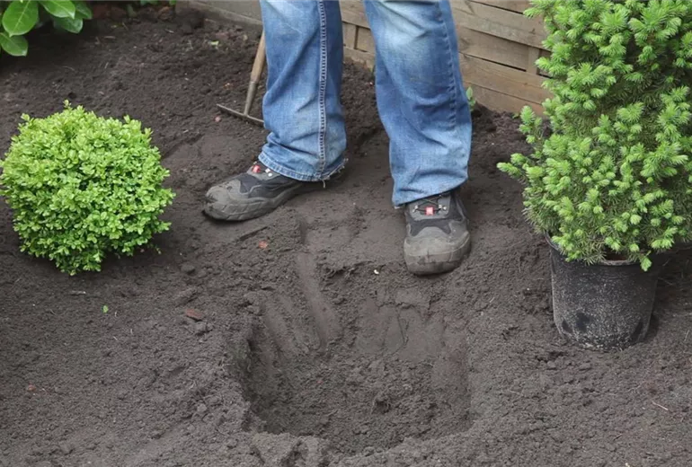 Zuckerhutfichte – Einpflanzen im Garten 2