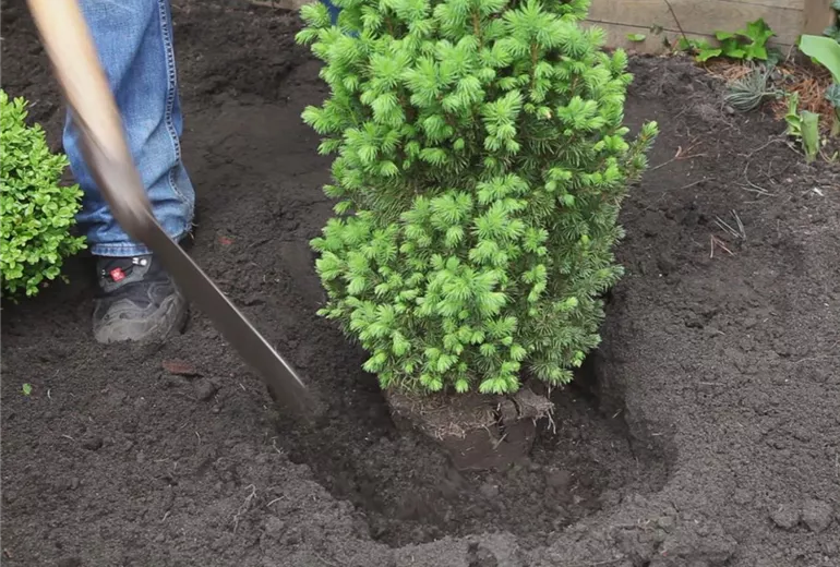 Zuckerhutfichte – Einpflanzen im Garten 3