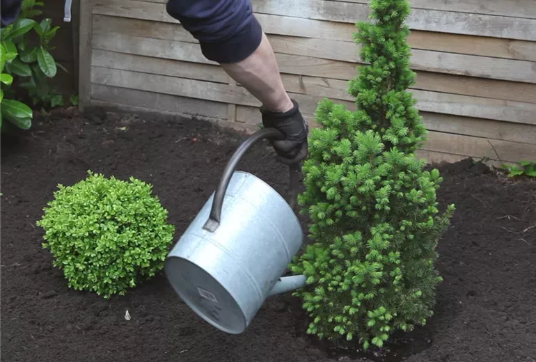 Zuckerhutfichte – Einpflanzen im Garten 5