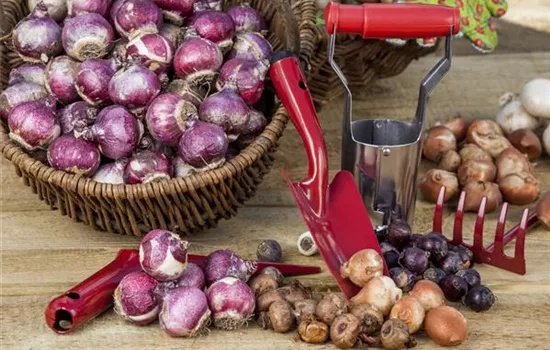 Knollen und Blumenzwiebeln richtig einkellern Knollen und Blumenzwiebeln richtig einkellern