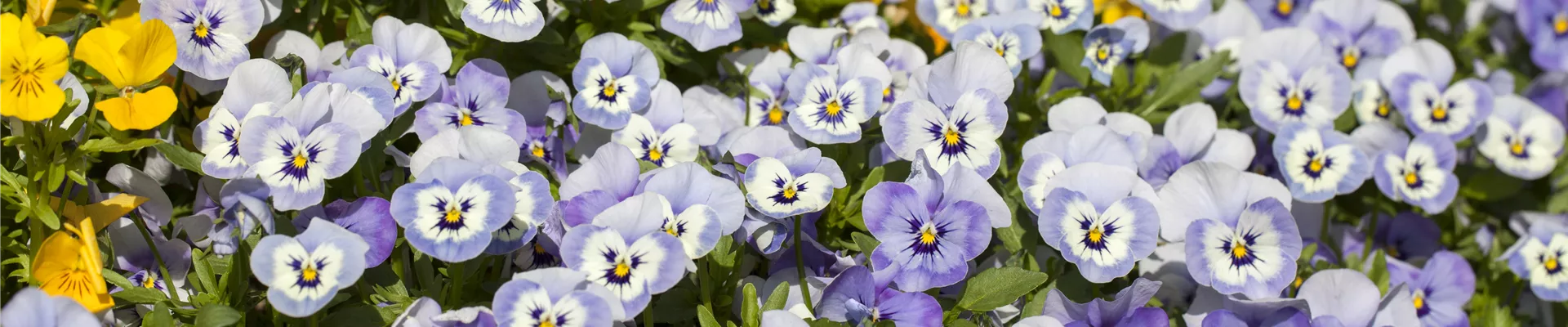 Viola cornuta Viola cornuta