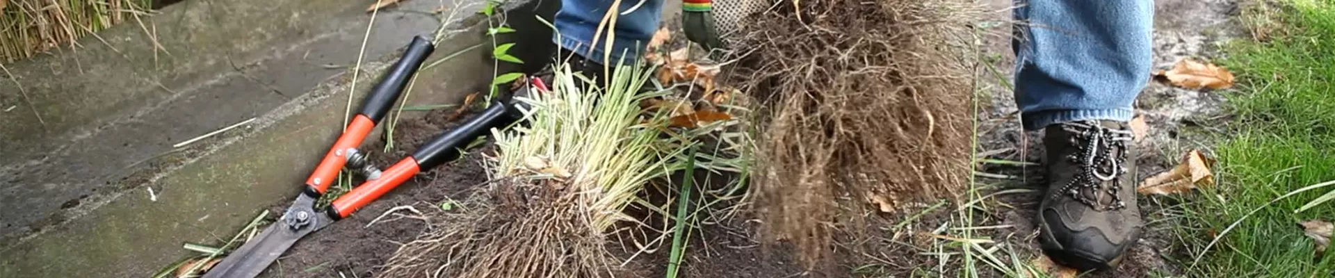 Gräser - Vermehren im Frühling (3) Gräser - Vermehren im Frühling (3)