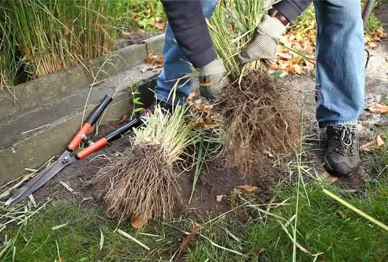 Gräser - Vermehren im Frühling (3) Gräser - Vermehren im Frühling (3)