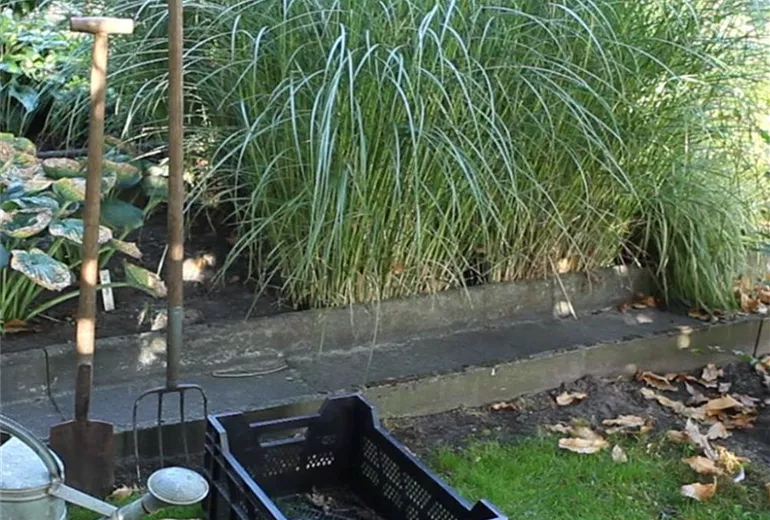 Gräser - Vermehren im Frühling (1) Gräser - Vermehren im Frühling (1)