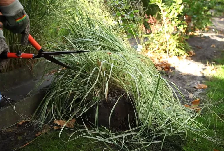 Gräser - Vermehren im Frühling (2) Gräser - Vermehren im Frühling (2)