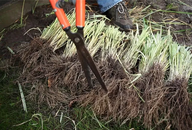 Gräser - Vermehren im Frühling (4) Gräser - Vermehren im Frühling (4)