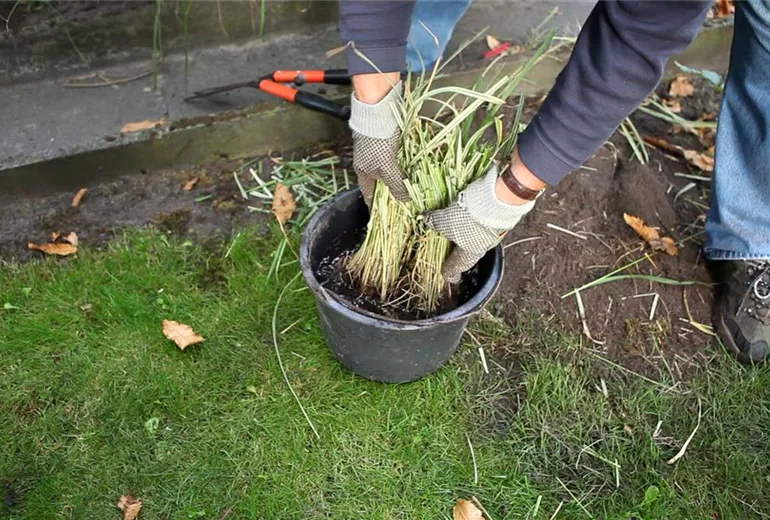 Gräser - Vermehren im Frühling (5) Gräser - Vermehren im Frühling (5)