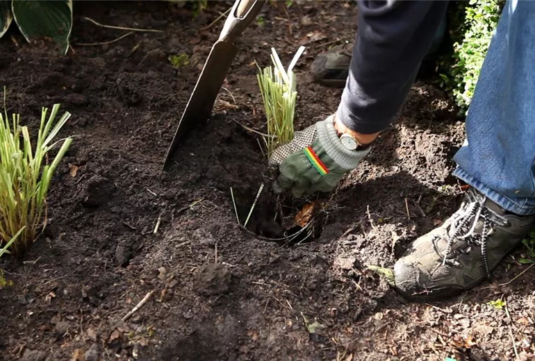 Gräser - Vermehren im Frühling (6) Gräser - Vermehren im Frühling (6)