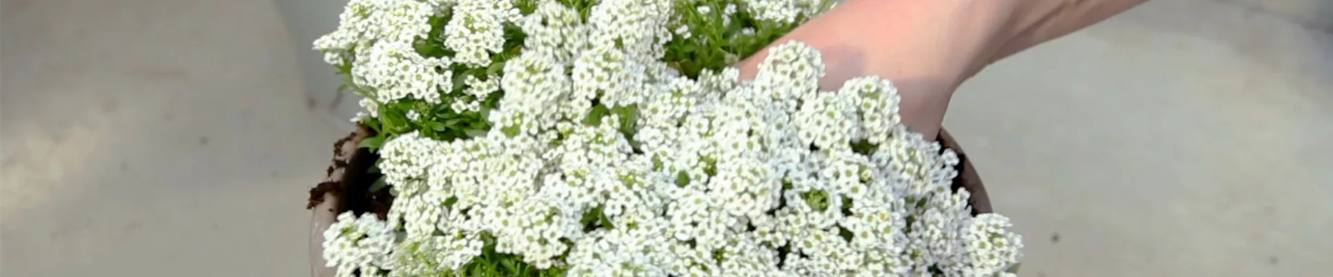 Steinkraut - Einpflanzen in ein Gefäß (5) Steinkraut - Einpflanzen in ein Gefäß (5)