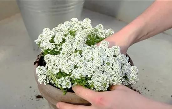 Steinkraut - Einpflanzen in ein Gefäß