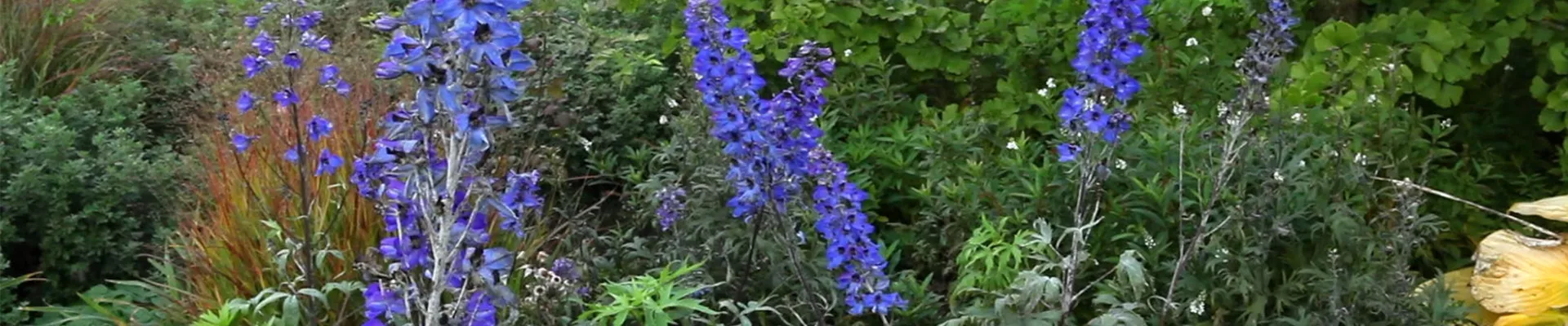 Rittersporn - Zurückschneiden nach der Blüte (1) Rittersporn - Zurückschneiden nach der Blüte (1)